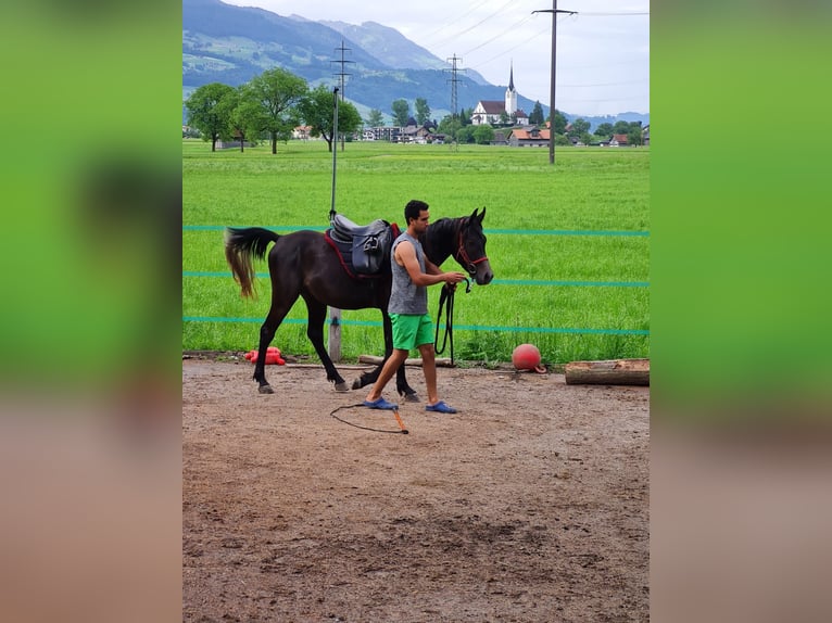 Pur-sang arabe Hongre 3 Ans 150 cm Gris in Giswil