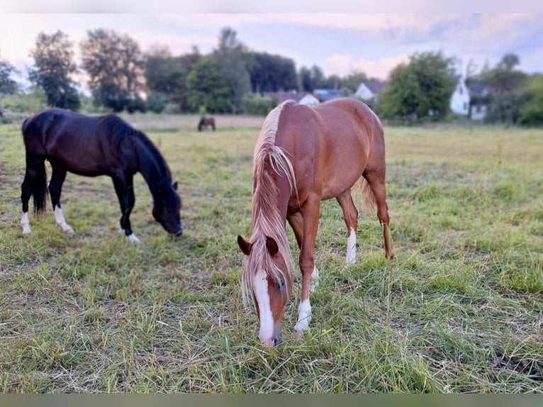 Pur-sang arabe Hongre 3 Ans 150 cm Noir in Barntrup