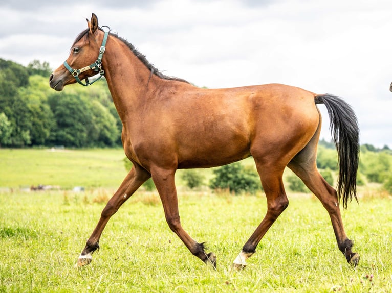 Pur-sang arabe Hongre 3 Ans 151 cm Bai in Herzberg am Harz