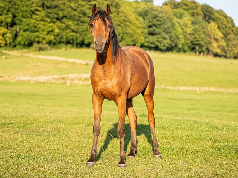 Pur-sang arabe Hongre 3 Ans 151 cm Bai in Herzberg am Harz