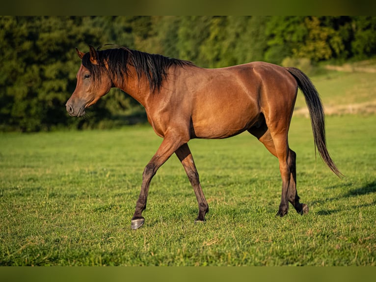 Pur-sang arabe Hongre 3 Ans 151 cm Bai in Herzberg am Harz