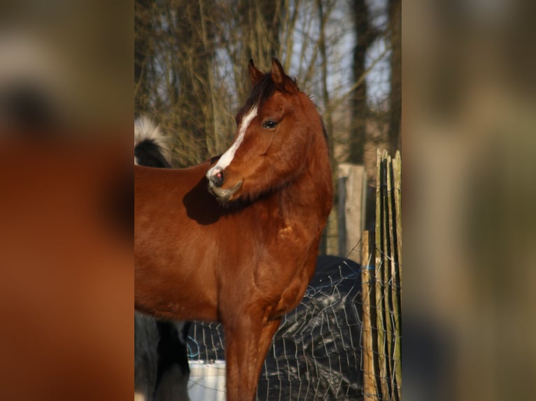 Pur-sang arabe Hongre 3 Ans 152 cm Bai in Torhout