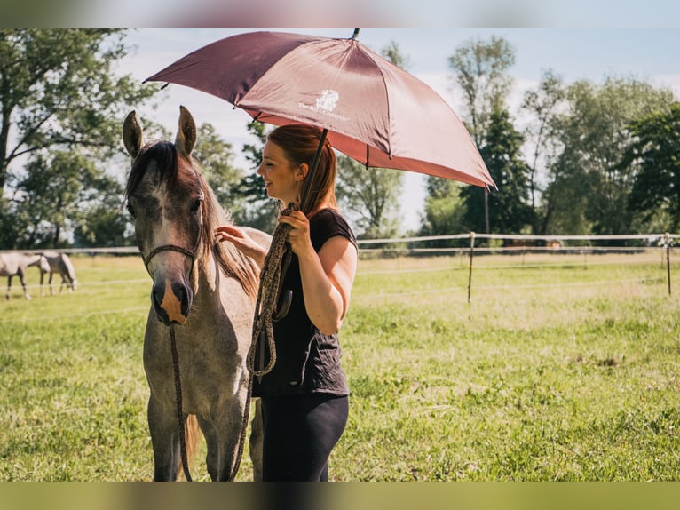 Pur-sang arabe Hongre 3 Ans 152 cm Gris in Meinersen