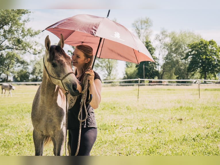 Pur-sang arabe Hongre 3 Ans 152 cm Gris in Meinersen