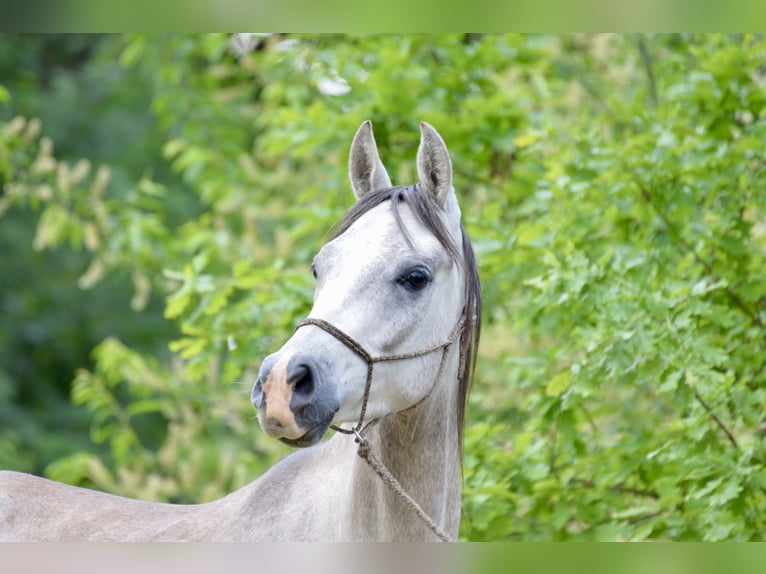 Pur-sang arabe Hongre 3 Ans 152 cm Gris in Meinersen