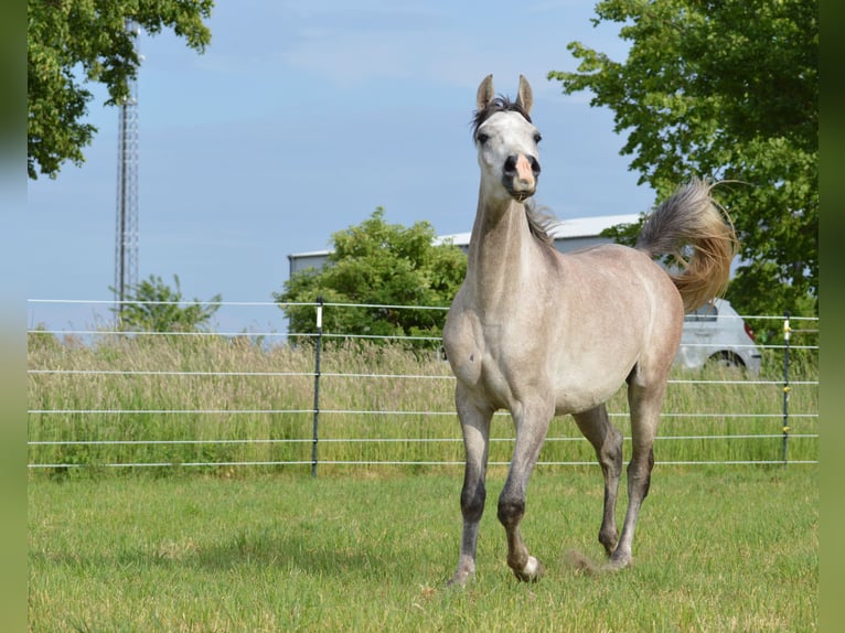 Pur-sang arabe Hongre 3 Ans 152 cm Gris in Meinersen