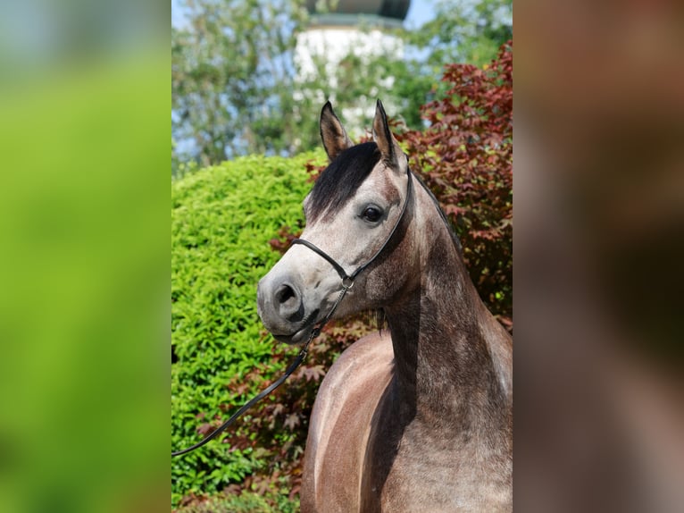 Pur-sang arabe Hongre 3 Ans 152 cm Gris in Ammerbuch