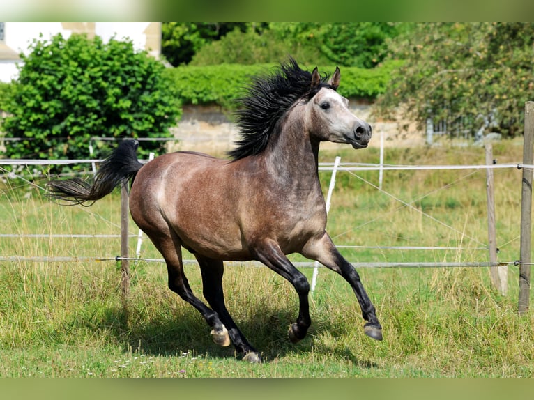 Pur-sang arabe Hongre 3 Ans 152 cm Gris in Ammerbuch