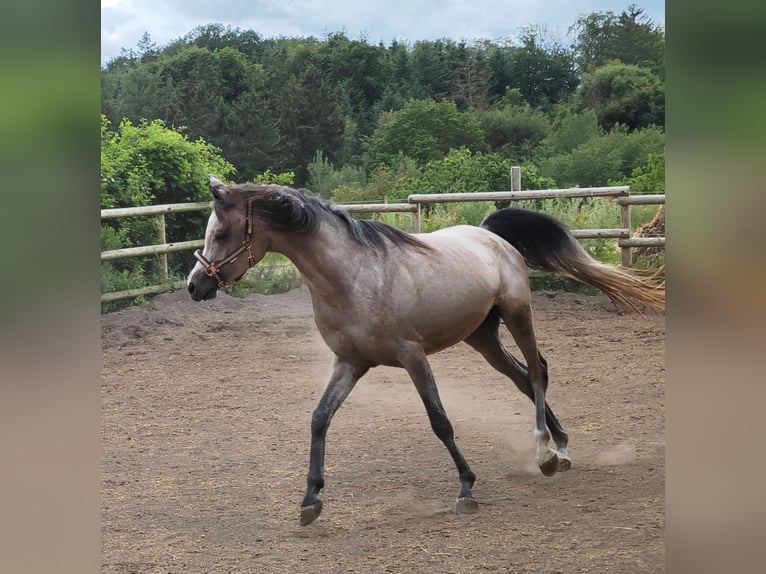 Pur-sang arabe Hongre 3 Ans 152 cm Gris in Prath