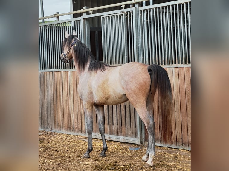 Pur-sang arabe Hongre 3 Ans 152 cm Gris in Prath