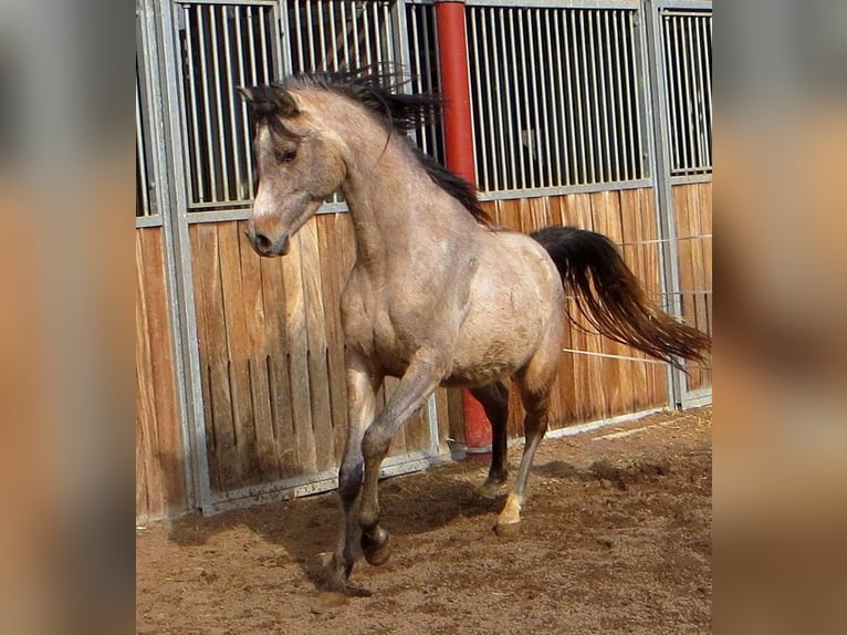 Pur-sang arabe Hongre 3 Ans 152 cm Gris in Prath