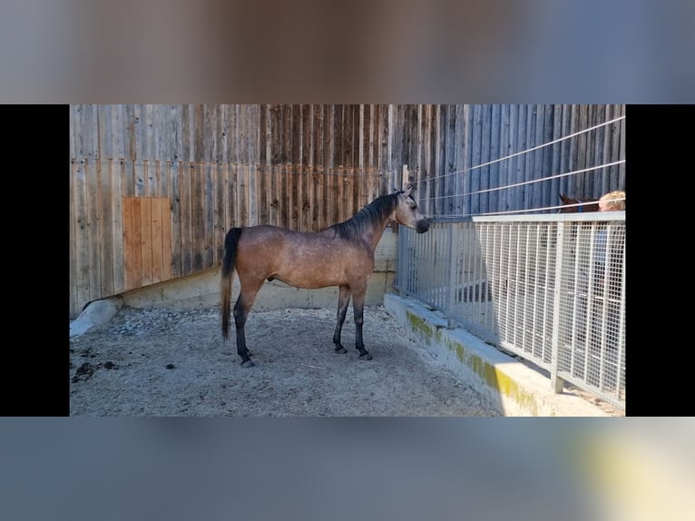 Pur-sang arabe Hongre 3 Ans 154 cm Gris in Hürm