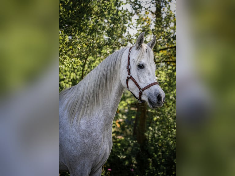 Pur-sang arabe Hongre 3 Ans 154 cm Gris in Schifferstadt