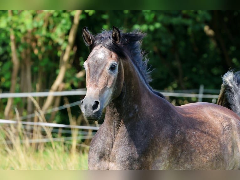 Pur-sang arabe Hongre 3 Ans 154 cm Gris in Ammerbuch