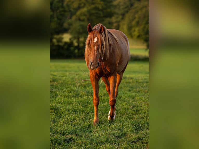 Pur-sang arabe Hongre 3 Ans 155 cm Alezan in Herzberg am Harz