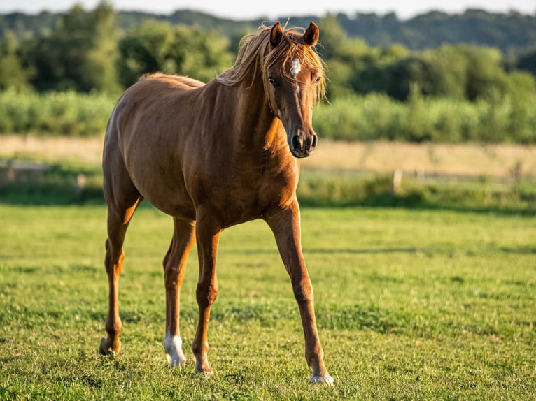 Pur-sang arabe Hongre 3 Ans 155 cm Alezan in Herzberg am Harz