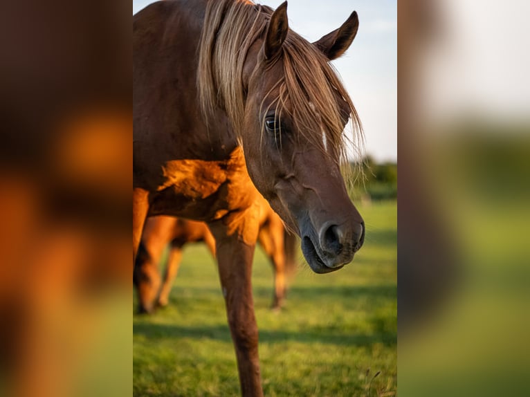 Pur-sang arabe Hongre 3 Ans 155 cm Alezan in Herzberg am Harz