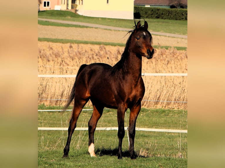 Pur-sang arabe Hongre 3 Ans 155 cm Bai in Kehl