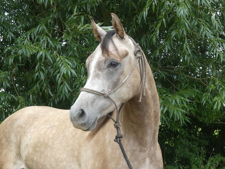 Pur-sang arabe Hongre 3 Ans 155 cm Gris in Herzberg am Harz