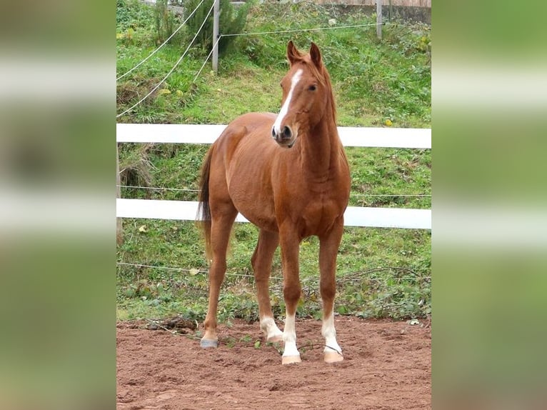 Pur-sang arabe Hongre 3 Ans 156 cm Alezan in Freiamt