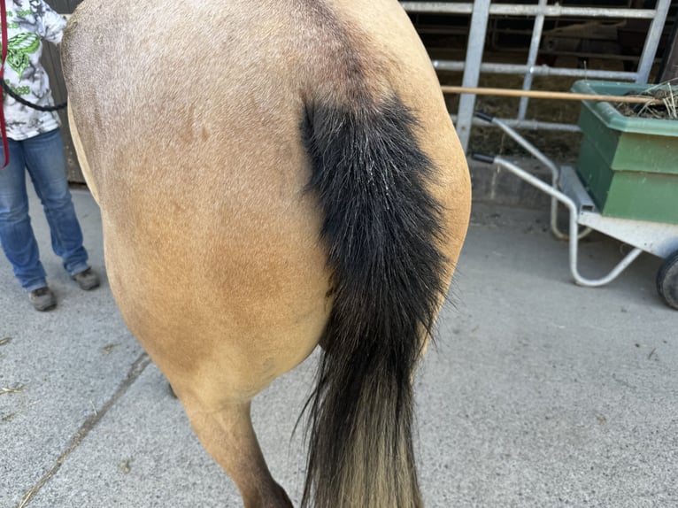 Pur-sang arabe Hongre 3 Ans 156 cm Gris in Herzberg am Harz