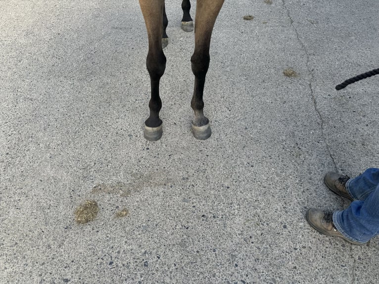 Pur-sang arabe Hongre 3 Ans 156 cm Gris in Herzberg am Harz