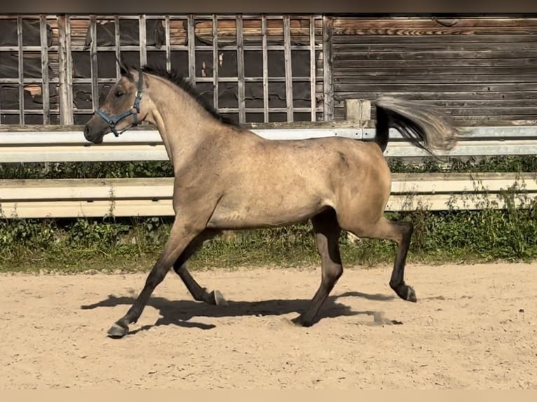 Pur-sang arabe Hongre 3 Ans 156 cm Gris in Herzberg am Harz