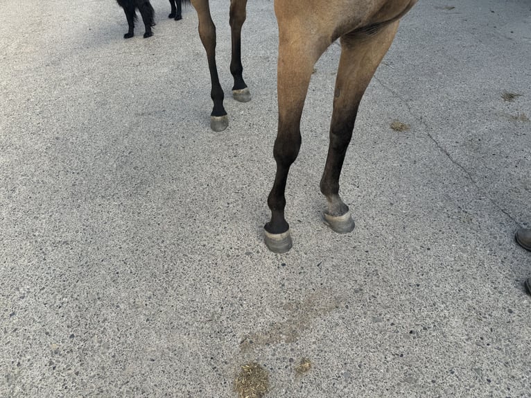 Pur-sang arabe Hongre 3 Ans 156 cm Gris in Herzberg am Harz