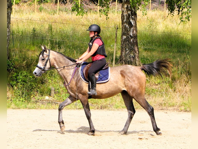 Pur-sang arabe Hongre 3 Ans 159 cm Gris (bai-dun) in Kehl
