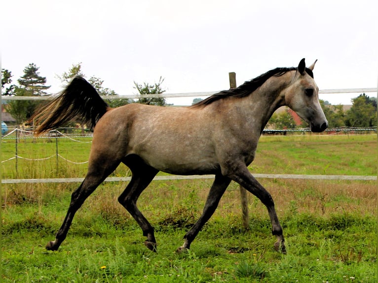 Pur-sang arabe Hongre 3 Ans 159 cm Gris (bai-dun) in Kehl