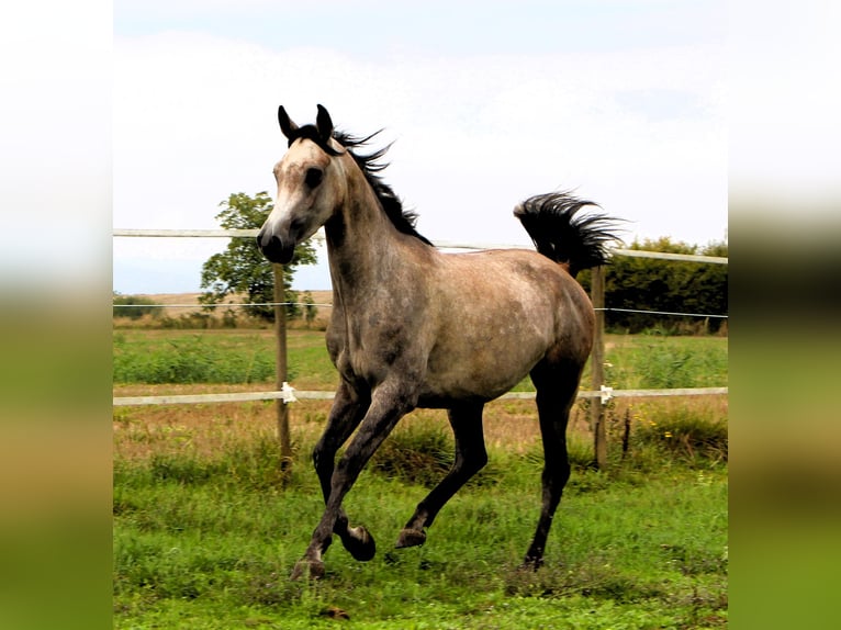 Pur-sang arabe Hongre 3 Ans 159 cm Gris (bai-dun) in Kehl
