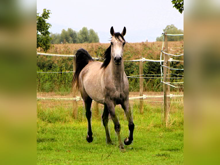 Pur-sang arabe Hongre 3 Ans 159 cm Gris (bai-dun) in Kehl