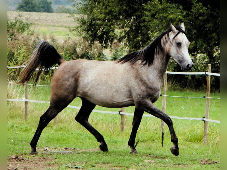 Pur-sang arabe Hongre 3 Ans 159 cm Gris (bai-dun) in Kehl