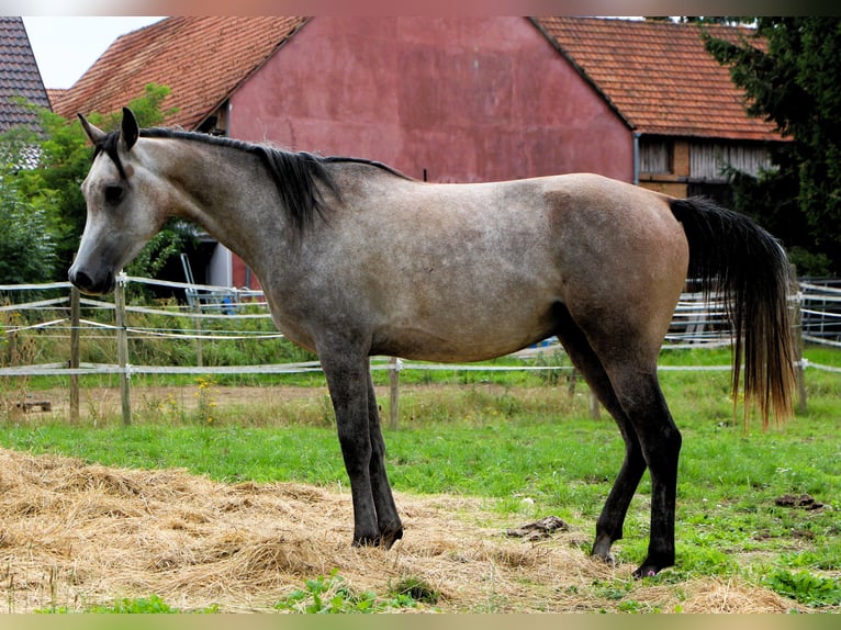 Pur-sang arabe Hongre 3 Ans 159 cm Gris (bai-dun) in Kehl