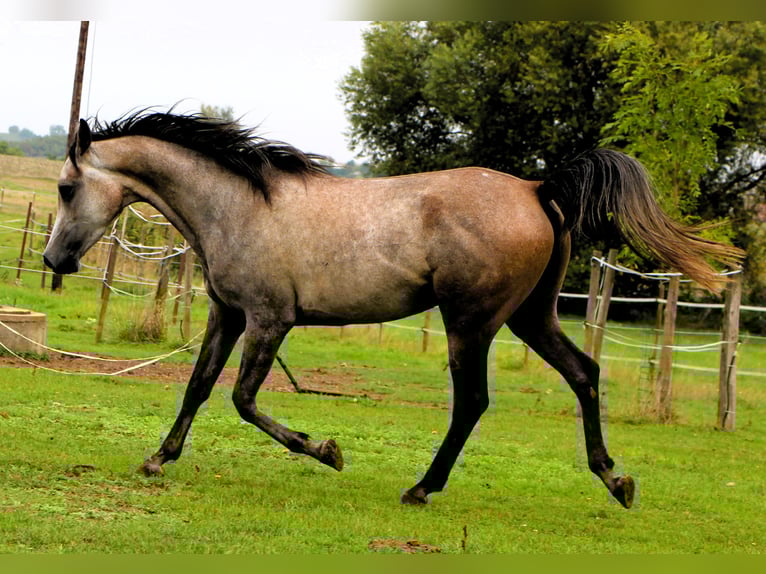 Pur-sang arabe Hongre 3 Ans 159 cm Gris (bai-dun) in Kehl