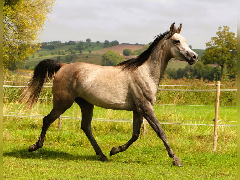 Pur-sang arabe Hongre 3 Ans 159 cm Gris (bai-dun) in Kehl