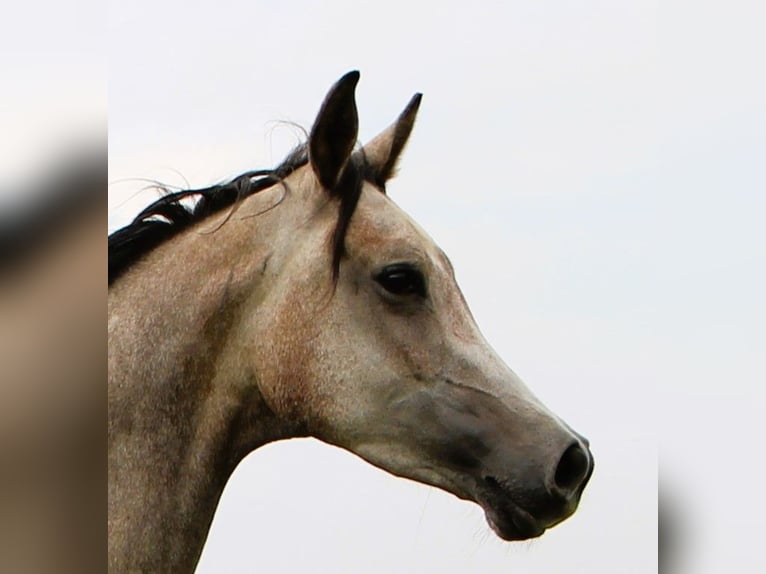 Pur-sang arabe Hongre 3 Ans 159 cm Gris (bai-dun) in Kehl