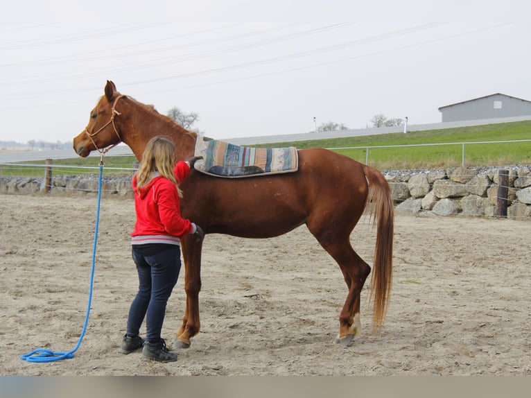 Pur-sang arabe Hongre 3 Ans Alezan in Wallsee