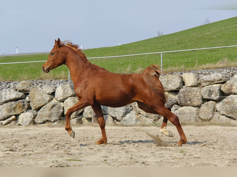 Pur-sang arabe Hongre 3 Ans Alezan in Wallsee