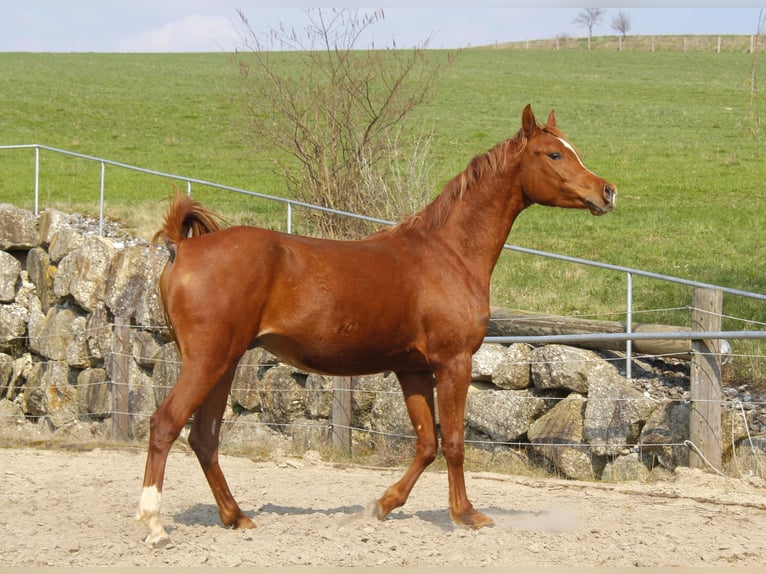 Pur-sang arabe Hongre 3 Ans Alezan in Wallsee