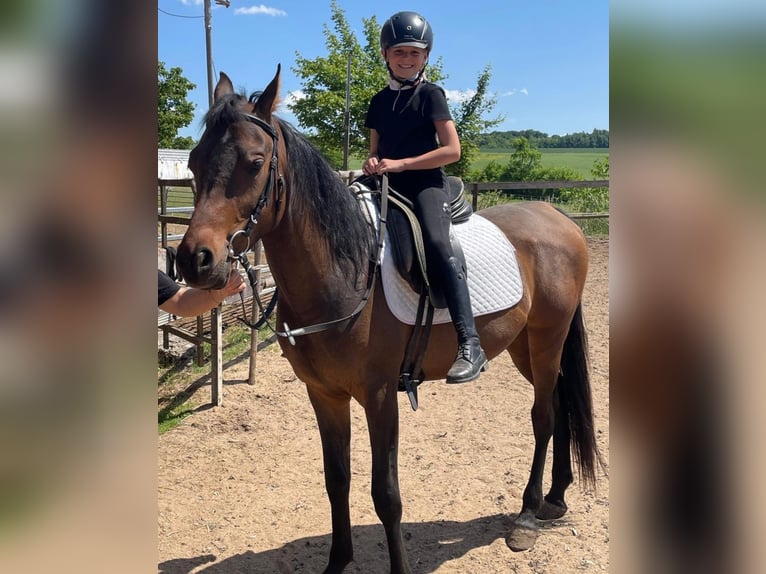 Pur-sang arabe Hongre 4 Ans 148 cm Bai brun in RosenbergRosenberg