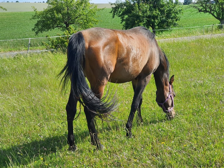 Pur-sang arabe Hongre 4 Ans 148 cm Bai brun in RosenbergRosenberg