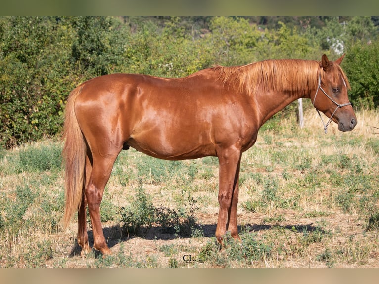 Pur-sang arabe Hongre 4 Ans 150 cm Alezan cuivré in Chaponost