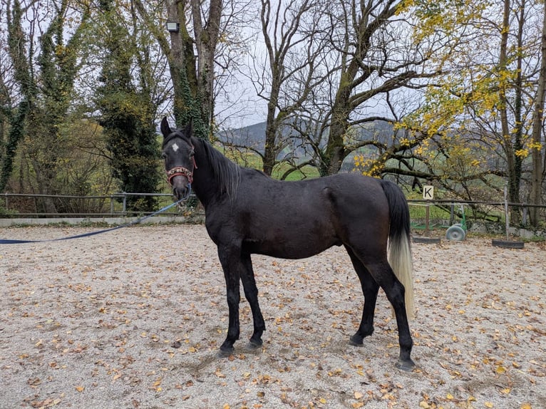 Pur-sang arabe Hongre 4 Ans 150 cm Gris in Horben