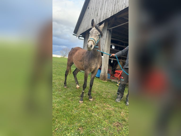 Pur-sang arabe Hongre 4 Ans 150 cm Gris in Kozje