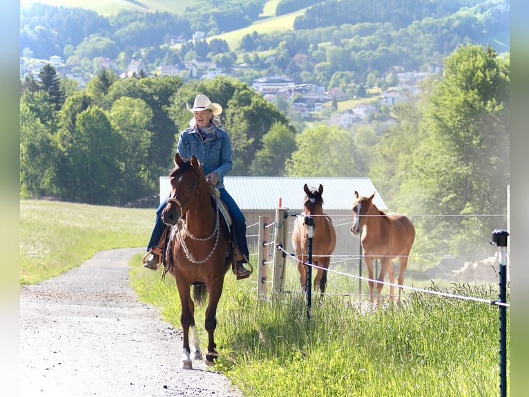 Pur-sang arabe Hongre 4 Ans 152 cm Bai in Krumbach