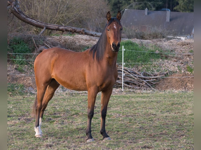 Pur-sang arabe Hongre 4 Ans 152 cm Bai in Spiesen-Elversberg