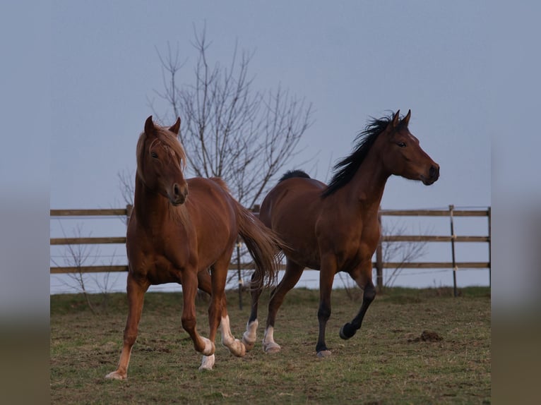 Pur-sang arabe Hongre 4 Ans 152 cm Bai in Spiesen-Elversberg