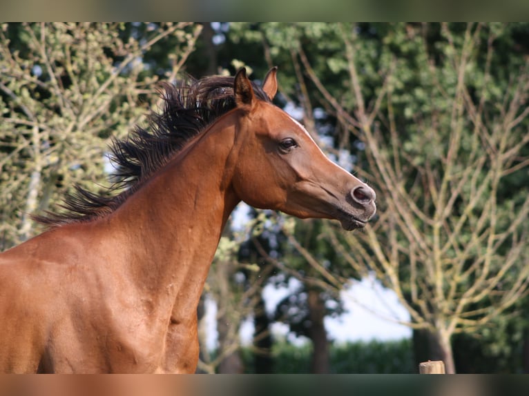 Pur-sang arabe Hongre 4 Ans 152 cm Bai in Torhout