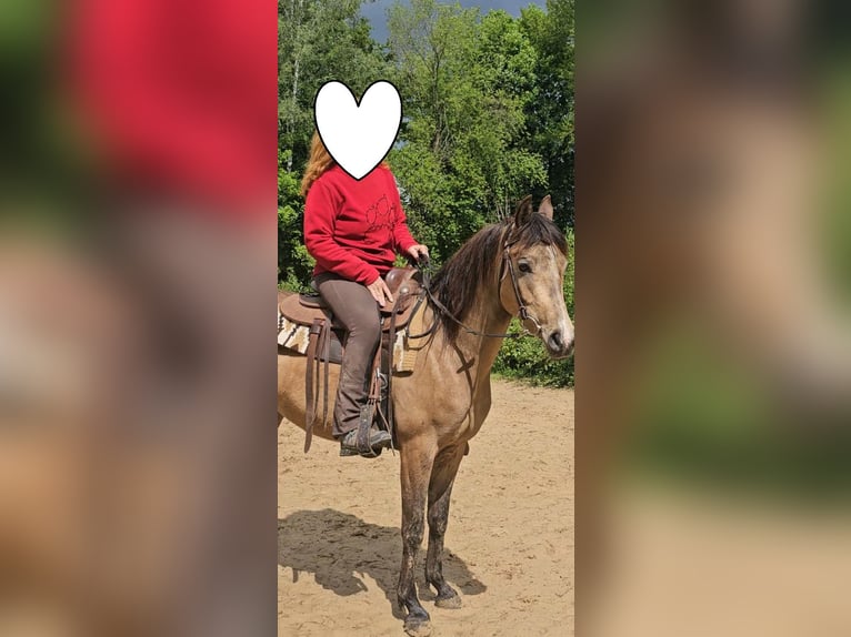 Pur-sang arabe Hongre 4 Ans 153 cm Buckskin in Haiterbach